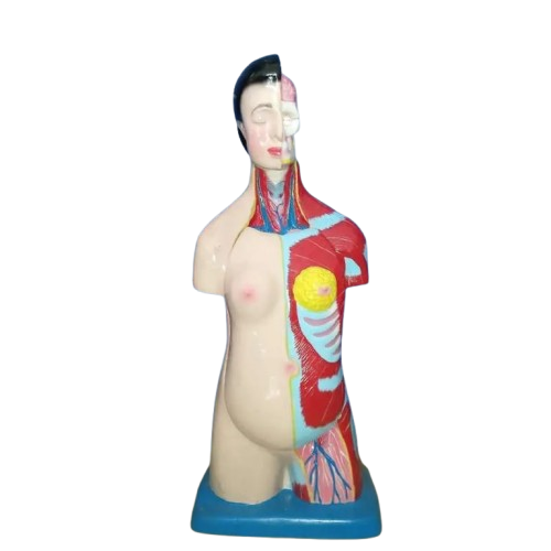 Phantom Torso Perempuan